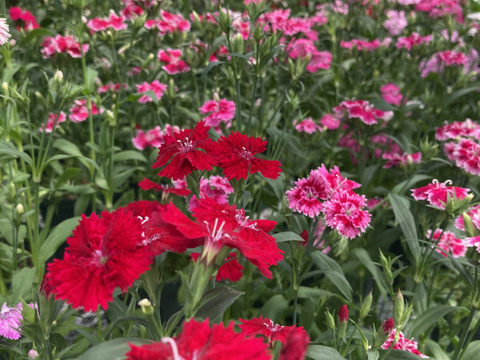 エディブルフラワー　ナデシコ20輪