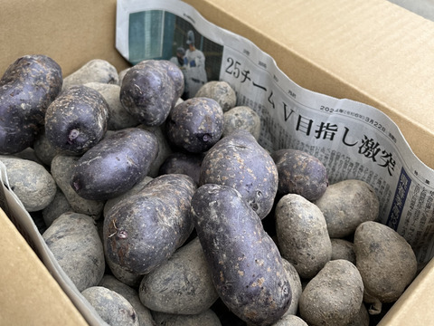 驚きの紫！新じゃが「シャドークイーン」5kg【自然栽培】