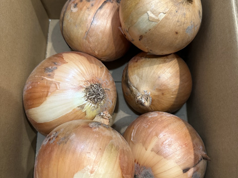 【予約商品】お糖度９〜10度！! 甘い！！　淡路島スイートオニオン 新たまねぎ(2.5キロ)