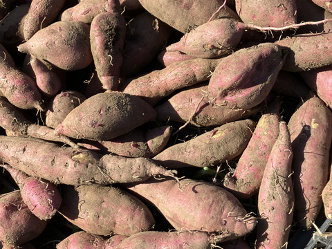 富士山麓の湧水育ち、おまかせ野菜セット