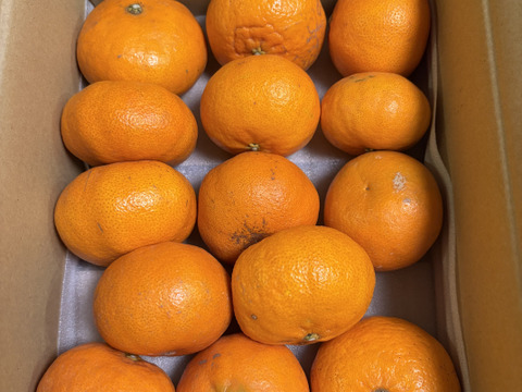 【訳ありだけど美味しさそのまま】甘平 3kg － 愛媛県産・訳あり