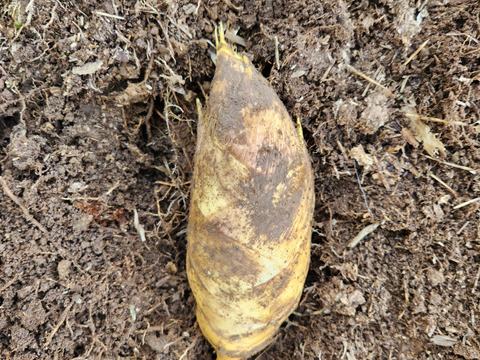 【日本限定モデル】 筍 たけのこ ☆朝掘り 小 クール便 最短発送 1.5キロ ※SSサイズ 野菜