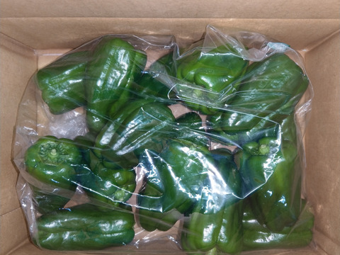 採れすぎて大特価！！信州産ピーマン１㎏（約32個前後）