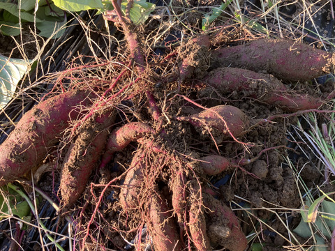 ほくほく・ねっとり食べ比べ♪ ベニアズマとべにはるか1.5kg（各品種750g）
