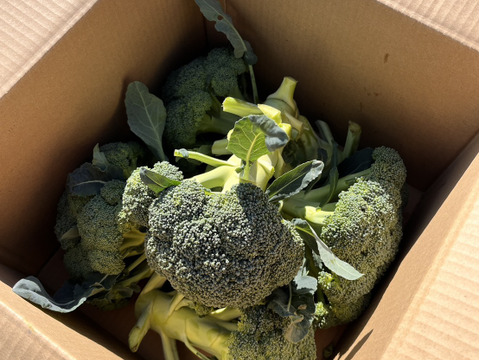 特別栽培ブロッコリー【農薬・化学肥料を抑えて育てました】
