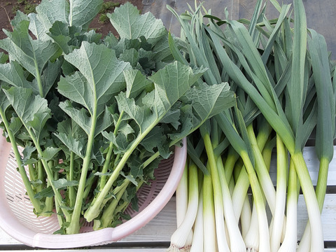 のらぼう菜＆訳あり 葉ニンニクのセット　レシピ付き