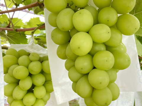 シャインマスカットと4種のぶどう食べ比べセット（250g×4P）：茨城県産