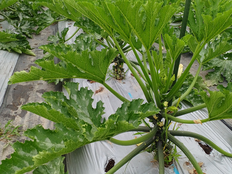 農薬・化学肥料不使用　ツヤツヤのズッキーニ　10本(約2kg)