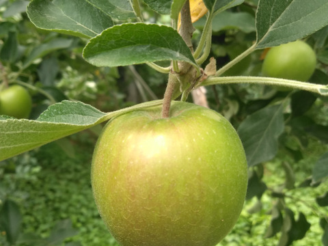 予約規格外サンつがる　5キロ