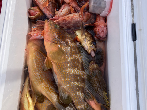 キジハタ(福アコウ) 0.9KG (プロ用)