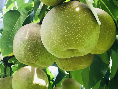 PREMIUM幸水梨5kg】贈答用(8-10個)✨️特大サイズ、箱を開けた時