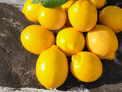 小粒な日だまりレモン娘(栽培期間中農薬不使用・有機肥料・ノーワックス防腐剤)(10個入り)