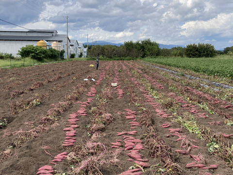 【昔ながらの味】紅はるか　干し芋　平干し（1000g×1袋）※リサイクルダンボールで発送