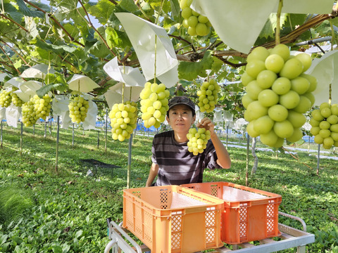 葡萄詰合せ2kg箱