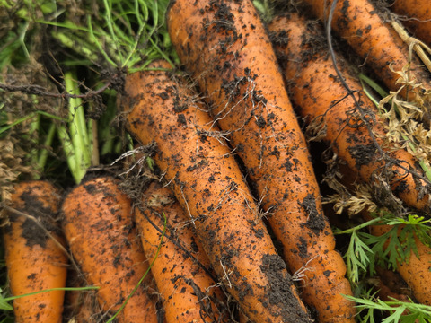 自然栽培人参わけあり10キロ：青森県産の野菜｜食べチョク｜産地直送