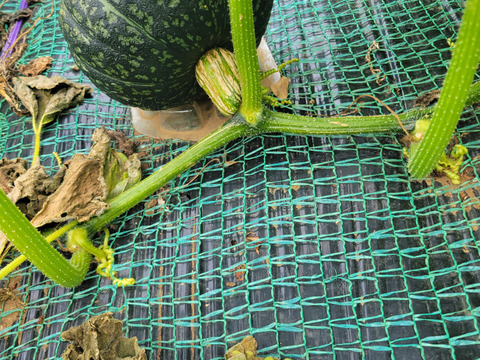 ホクホク！三浦かぼちゃ