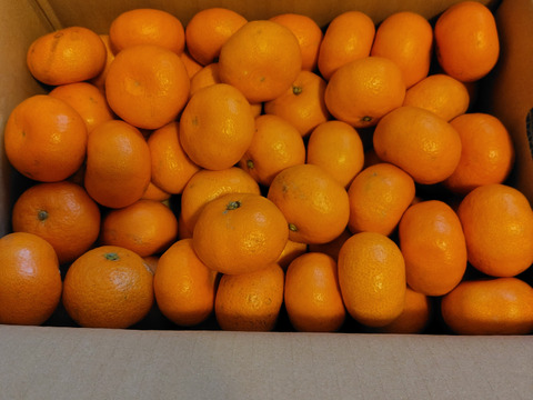 『大津みかん(四号)』5㎏ Sサイズ（１㎏あたり10-11個）大津四号発祥の地 湯河原産