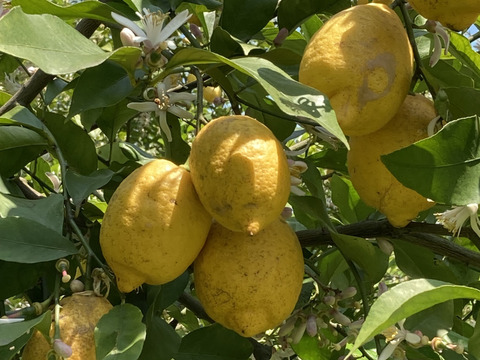 無・瀬戸田レモンC級品(1kg)