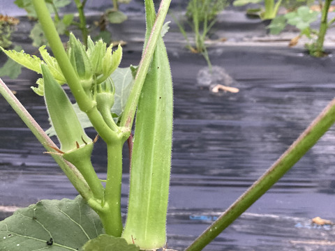 長くても柔らかいテリーヌオクラ５００ｇ