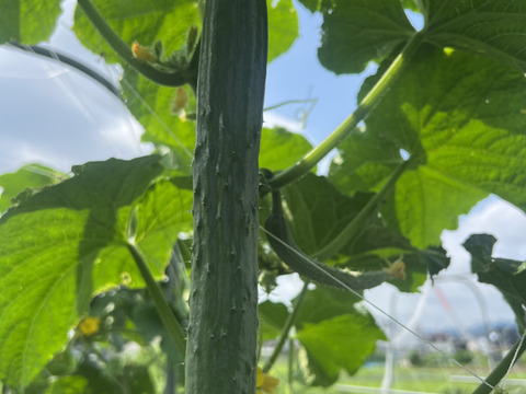 【栄養価が高い】しゅんセット(8〜10品目前後)