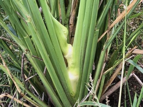 【山形県庄内産】マコモタケ（生 1kg）シャキシャキ食感！マコモダケ・真菰 - 山形県酒田市八幡地域