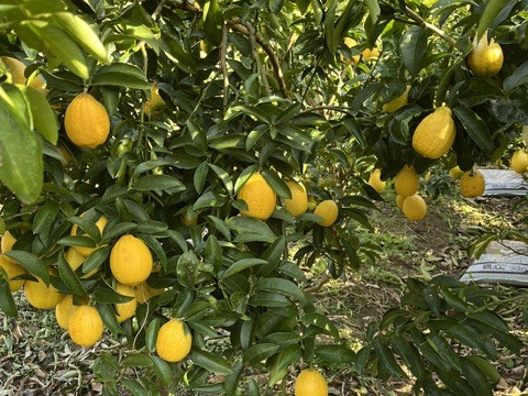 りのか＆マイヤー100％果汁  720ml×6本