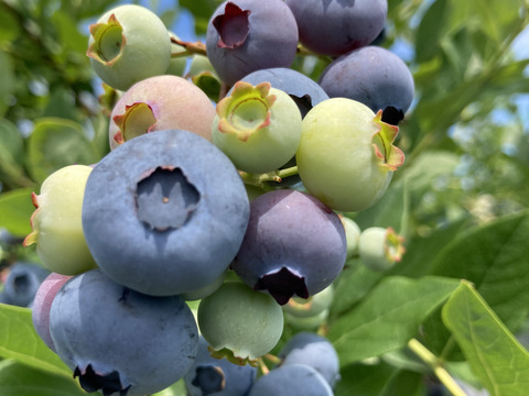 【数量限定】訳あり特価！！大人気ブルーベリー！！　7月上旬～8月下旬まで　ご家庭用　500g（250g×2パック）