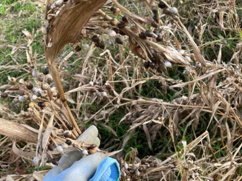 子供から大人、全ての生き物に安心を…自然栽培天日干しひきわりハトムギ【２００ｇ】