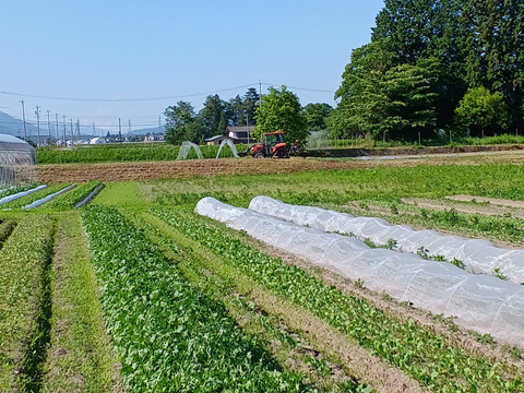 気分スッキリ！カラフルサラダセット～農薬化学肥料不使用