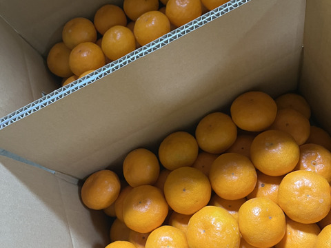 静岡県浜松市産みかん🍊5kg