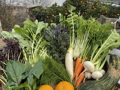 定期購入のみお野菜2500円セット