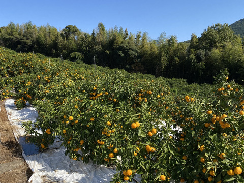 【大特価】加工用みかん　10キロ
