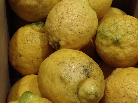 食べてみんさい！広島特別栽培レモン◆農薬不使用◆2.4kg