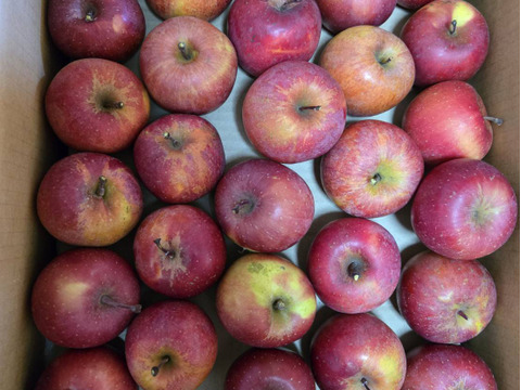 【訳あり★50%OFF★】加工用葉とらずふじりんご10㎏(玉数バラ入り)【長野県産】