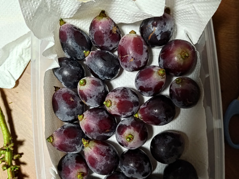 【ナガノパープル】大玉でぷりっとジューシー！種なし皮ごと食べられる大人気品種🍇