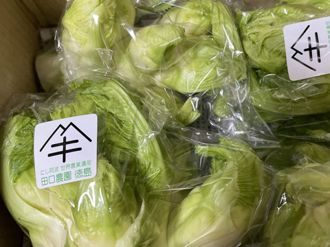 少量おためし、四川児菜・祝蕾(子持ち高菜）　１ｋｇ（２５０ｇ袋詰めⅩ４袋）
世界農業遺産ブランド認定野菜
ピリッと辛みとほんのり甘みのハーモニーをお楽しみください。