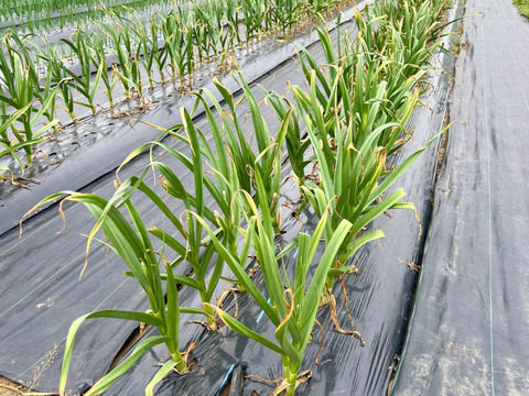 力強い香りと辛味！北海道在来 通称「ピンクにんにく」4kg