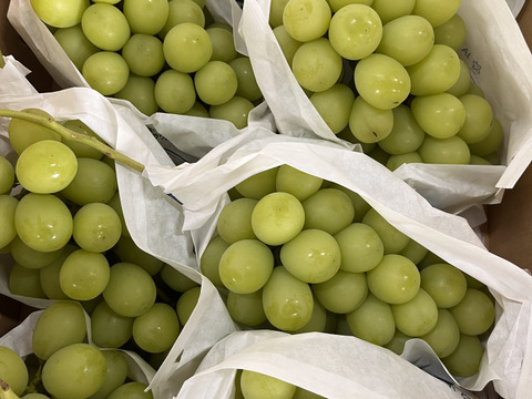 【農家直送】パリッと弾けて香るシャインマスカット 約1.3kg（2房）｜ご家庭用