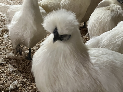 烏骨鶏のたまご42個＋割れ補償6個
合計48個がこの価格‼️