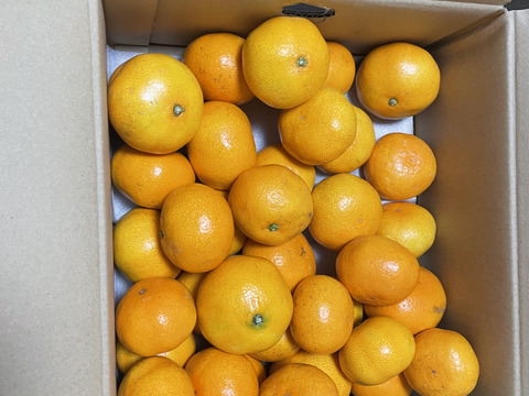 【食べチョクで１番売れてるみかんです！】夕やけみかん（5㎏）（圧倒的人気のみかんです！）