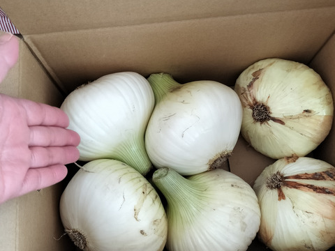 大きい3.8kg🧅新玉ねぎ🧅淡路島極熟玉葱　今が旬‼️ 特別栽培農産物　シャーロットオニオン
