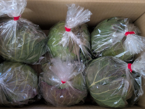 【期間限定！】大人気♪甘くて柔らか美味しさ感動級♪グリーンボール５玉