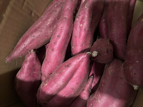 【今期最後】訳あり！　シルクスイート　10kg