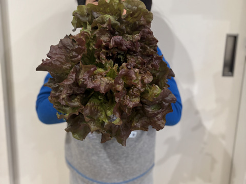 【農家直送】大根＋サニーレタス+甘いさつまいも 約2㎏　栽培中農薬不使用