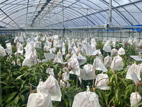 【数量限定】芳醇な香り沖縄完熟マンゴーご家庭用・1kg