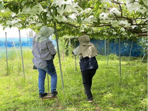 農家直送！プラムの王様貴陽！深い味わいがたまらない！2Kg 10玉〜11玉

《自分へのご褒美や大切な方への贈り物にもおススメです〉