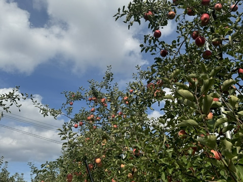 青森県産りんご　小ぶりで食べやすい　訳あり小玉りんご　葉取らずふじ【訳あり3kg 12個〜13個】