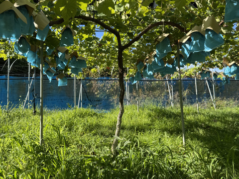 フルーツ大国和歌山よりお届け！朝採れシャインマスカット(家庭用)　約1.5キロ　4〜7房