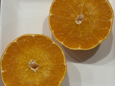 【柑橘食べ比べ】佐賀県太良町産おまかせセット♩ひぜんユース＋はるか+不知火（箱込3㎏）家庭用