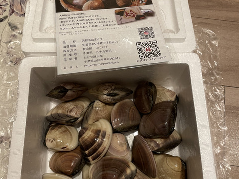 【BBQ、鍋に！】大粒活はまぐり1.5㎏入り